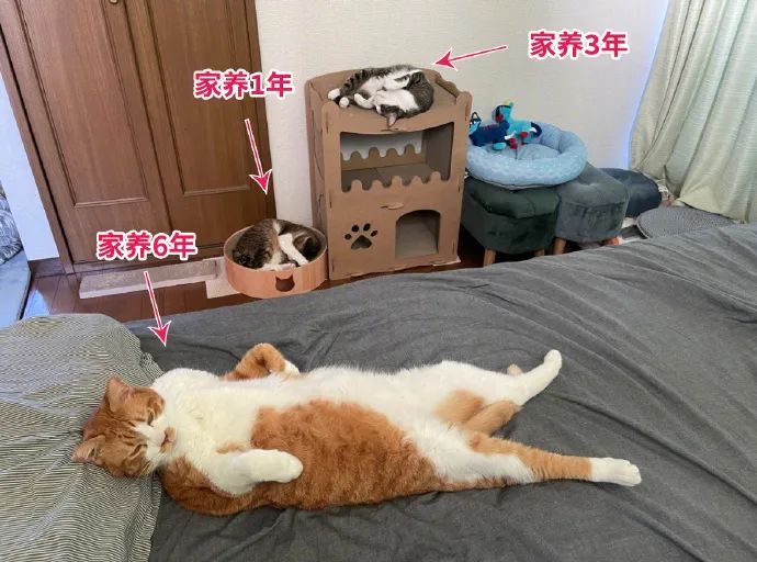 Word文档图片