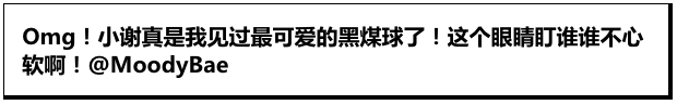 从漫画里出来的黑煤球，就差个月牙就是露娜了！